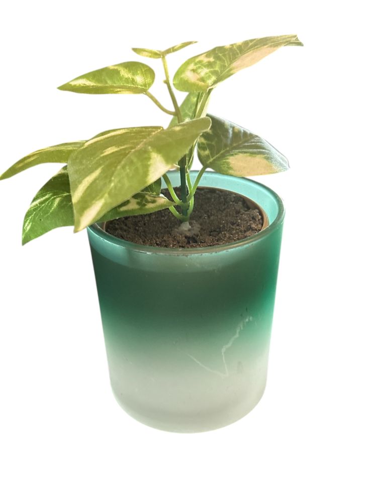 Fake Plant in Gradient Pot 6x2.5"