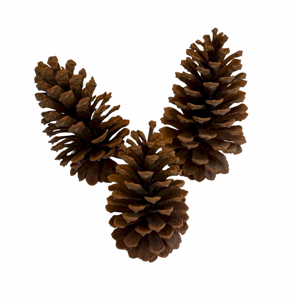 Decorative Real Pine Cones - Rustic Natural Charm